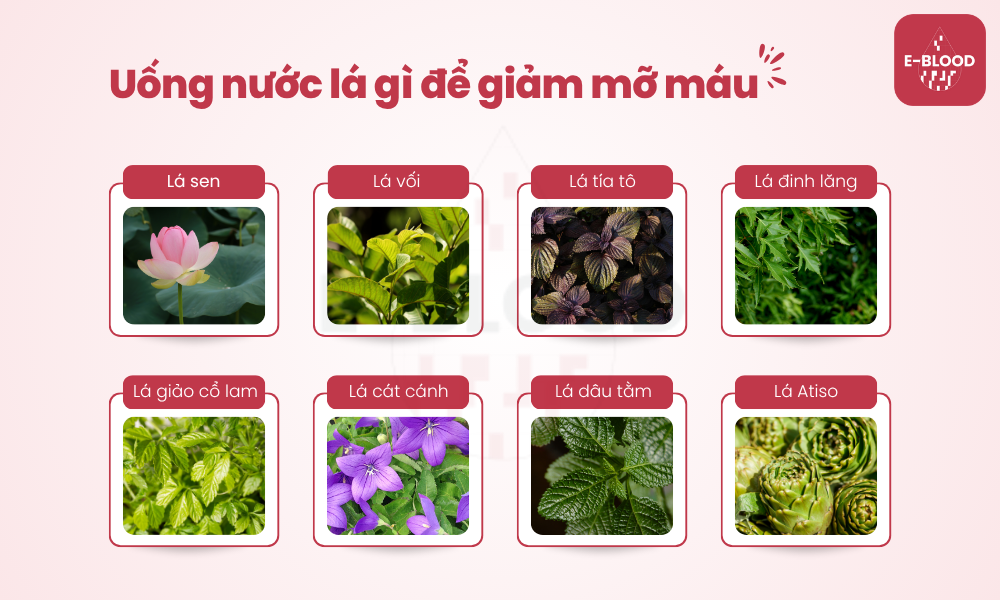 cac-loai-nuoc-la-ho-tro-giam-mo-mau